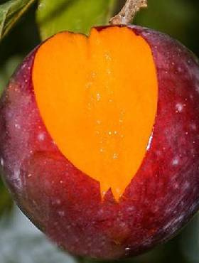 Półkarłowa Śliwa japońska Casselman