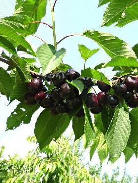 Czereśnia Narana w doniczce