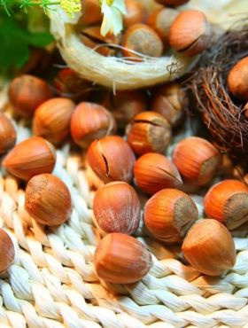 Orzech laskowy Garibaldi START PACK