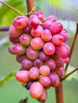 Winorośl winogrona Swenson Red (C2)