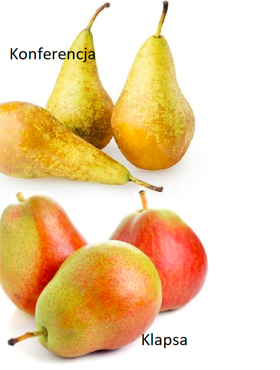 Duo Grusza Konferencja + Faworytka START PACK