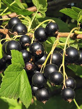 Porzeczka czarna w pojemniku