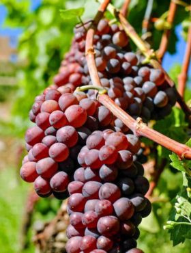 Winorośl winogrona V 68021