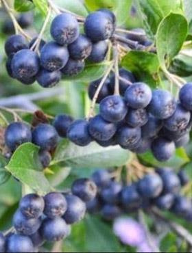Aronia Czarnoowocowa Nero (C2)