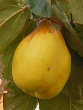 Pigwa gruszkowa Ursynowska wielkoowocowa