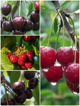 Zestaw Złota Kolekcja Czereśni z Zapylaczem Plant Pack