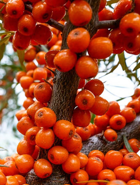 Rokitnik pospolity Moskwiczka żeńska