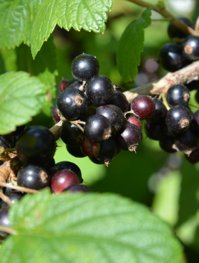 Porzeczka czarna Balsgard Martin (C2)