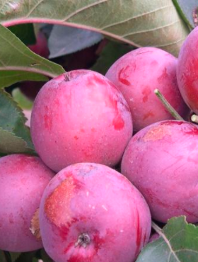 Jabłoń kolumnowa Maypole Balerina w doniczce