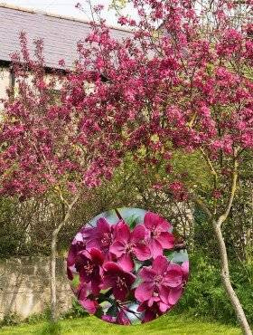 Jabłoń ozdobna rajska Royality w doniczce C2