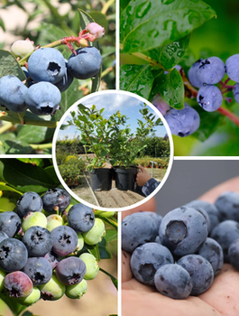 Zestaw 4 plennych odmian borówek + nawóz