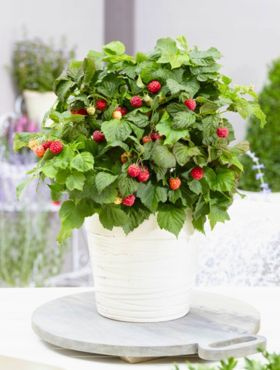 Malina karłowa Sweet Sunshine powtarzająca w doniczce