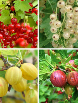 Zestaw Krzewów Owocowych na Pniu Plant Pack