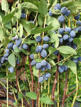 Jagoda kamczacka Giants Heart późna słodka