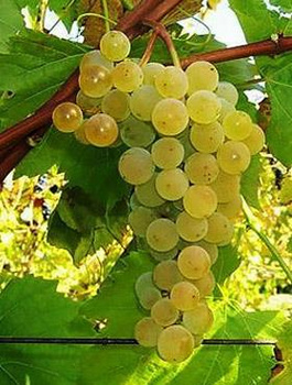 Winorośl winogrona Veeblanc