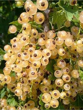 Porzeczka biała w doniczce słodka