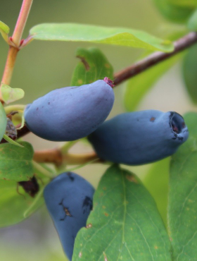 Jagoda kamczacka Jugana wczesna słodka w doniczce