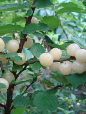 Wiśnia kosmata Biały Ninja (C2)