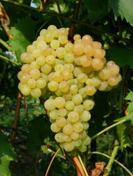 Winorośl winogrona Refren (C2)