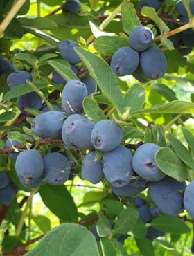 Jagoda kamczacka Strawberry Sensation w doniczce