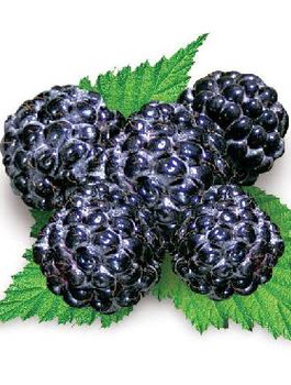 Malina czarna START PACK