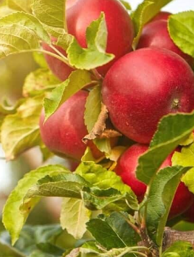 Jabłoń kolumnowa Promyk Słońca