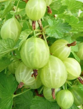 Agrest biały krzaczasty START PACK