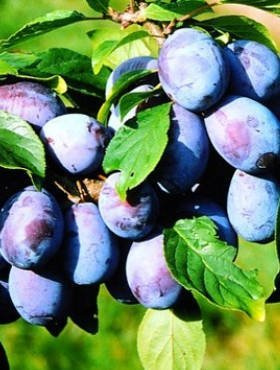 Śliwa Presenta Plant Pack