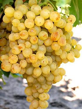 Winorośl winogrona Solaris