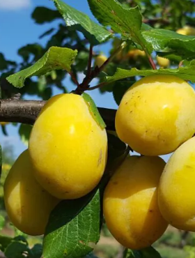 Śliwa Duża Żółta