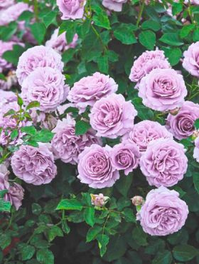 Róża pnąca fioletowo-różowa balot