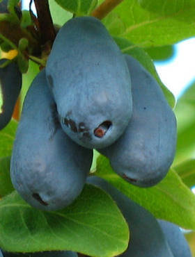 Jagoda kamczacka Tundra (C2)