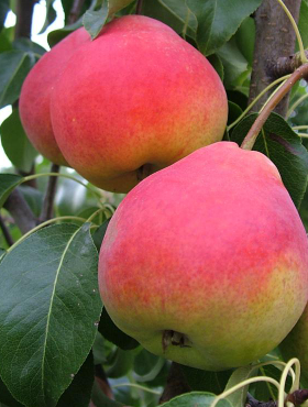 Grusza typu Radana w doniczce