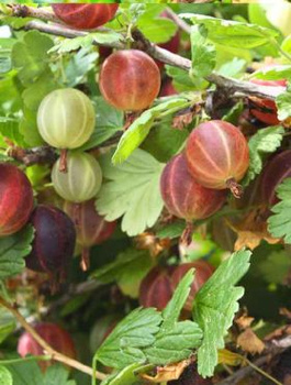 Agrest czerwony Pax w balocie