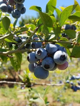 Borówka amerykańska Elizabeth (C2)