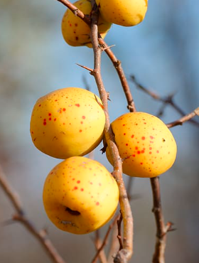 Pigwowiec japoński Chaenomeles japonica 