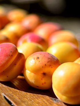 Morela Bergeval w doniczce 