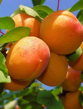 Brzoskwinia Harco START PACK                                                                                                                                                       