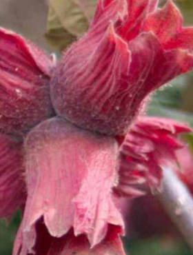 Orzech laskowy Lamberta czerwony START PACK