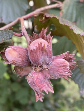 Orzech laskowy Krystyna START PACK