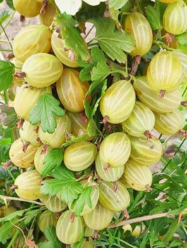 Agrest biały Invicta na pniu