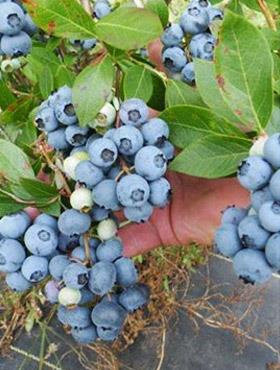 Borówka amerykańska BLUEGOLD średniopóźna (C2)