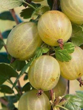 Agrest biały Triumf na pniu w balocie