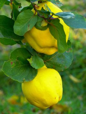 Pigwa gruszkowa Ludowicka START PACK