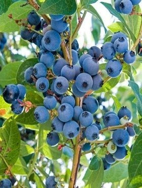 Borówka amerykańska Elliott wysoka (C2) 