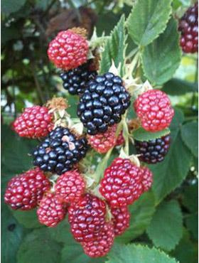 Jeżyna czarna w doniczce