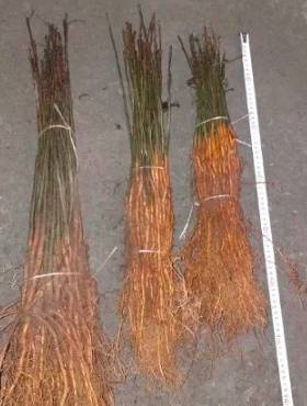 Podkładka gruszy Grusza Kaukaska podkładki