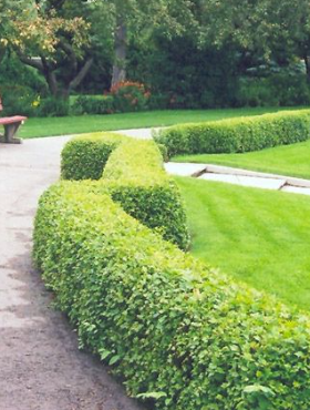 Porzeczka alpejska (C2)