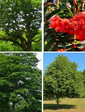 Zestaw Zadrzewienia Polne Plant Pack 