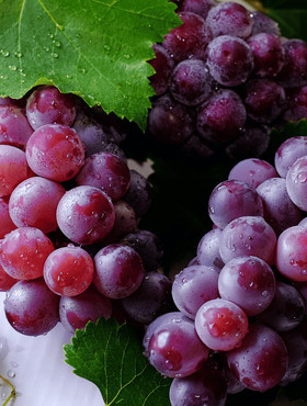 Winorośl winogrona Zilga